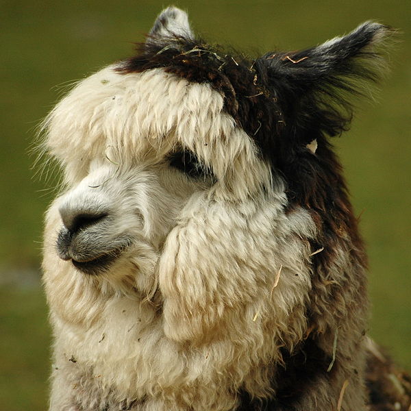 600px-Alpaca_headshot